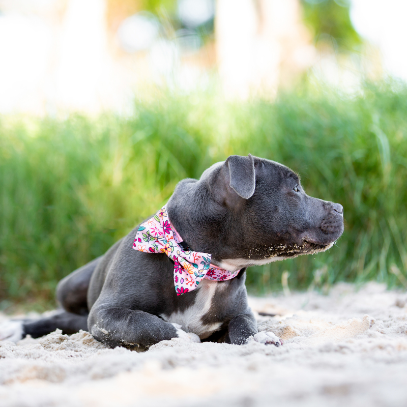 Bloomin Bow Tie