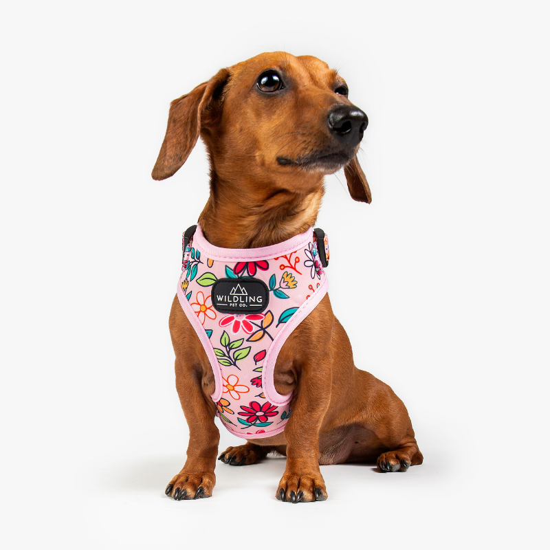 Bloomin Dog Harness