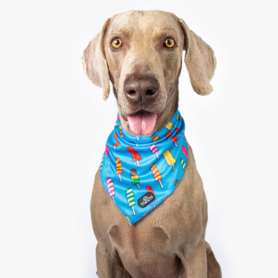 Icepop Dog Bandana