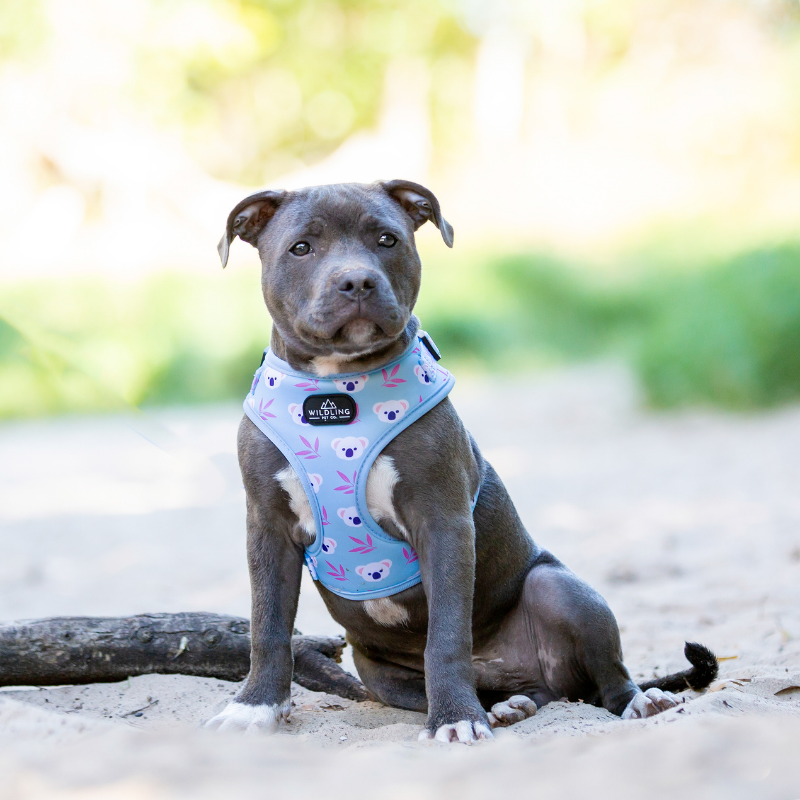 Koala Bow Tie