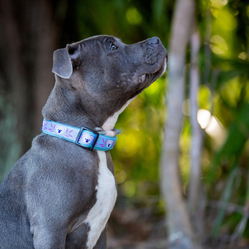 Koala Bow Tie