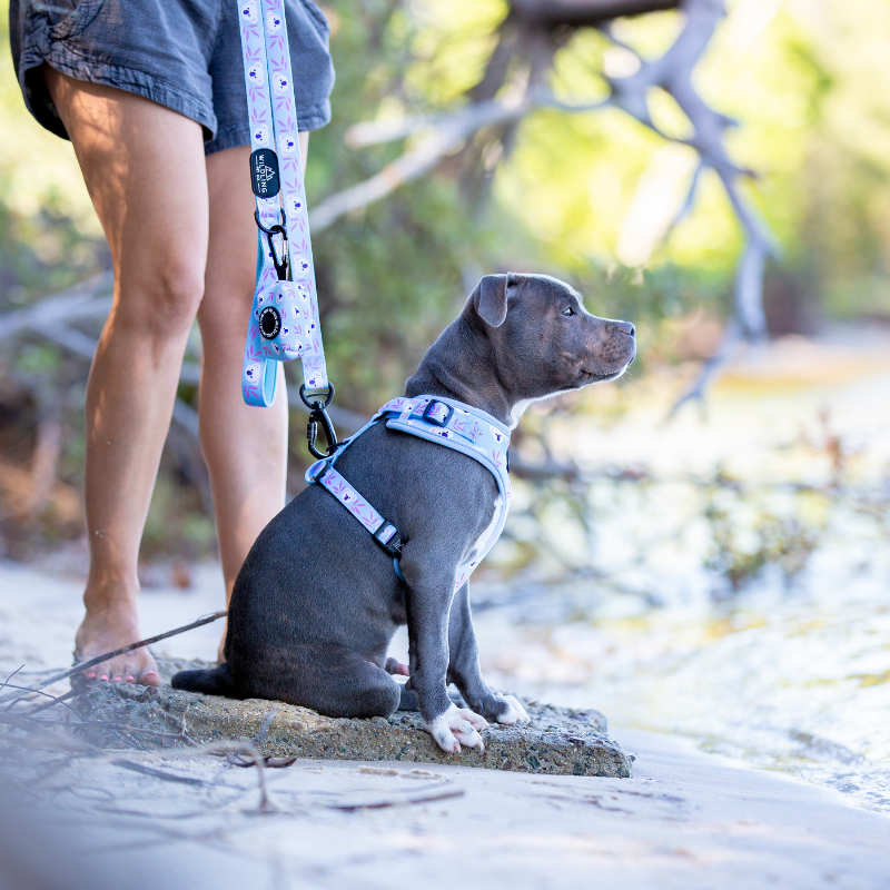 Koala Dog Harness