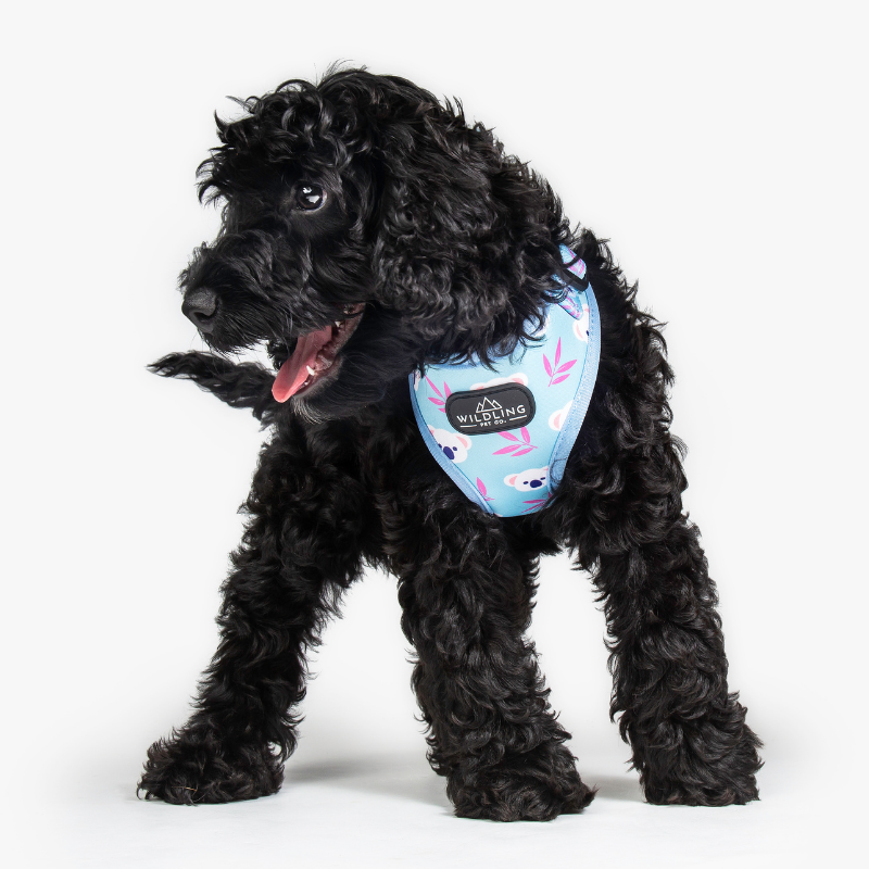 Koala Dog Harness