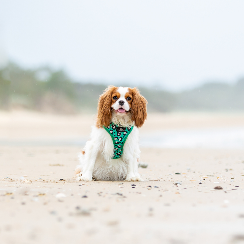 Leap Bow Tie