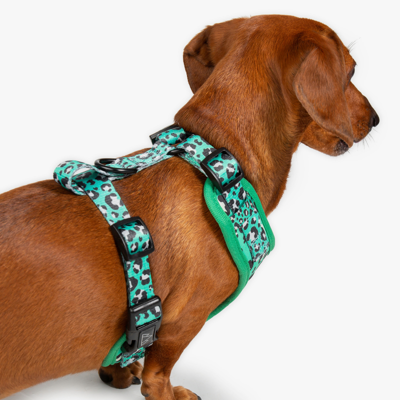 Leap Dog Harness