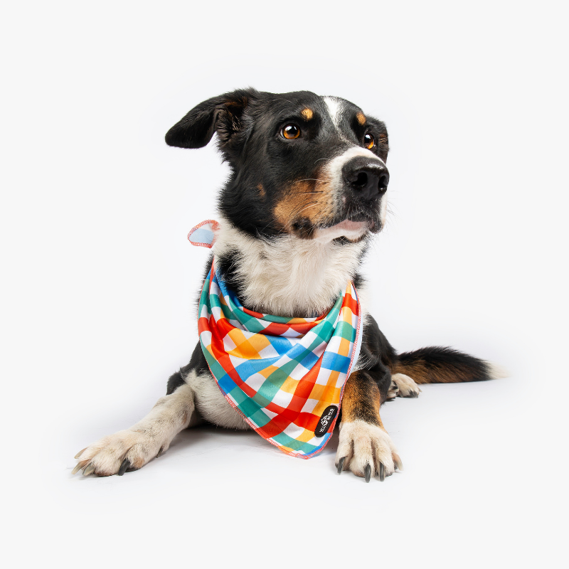 Picnic Dog Bandana