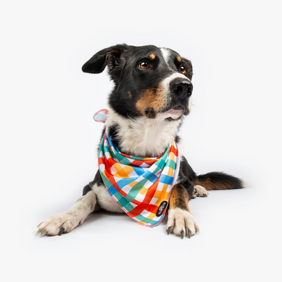 Picnic Dog Bandana