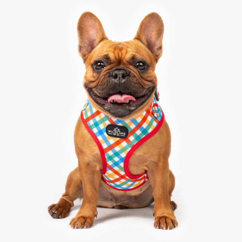 Picnic Dog Harness