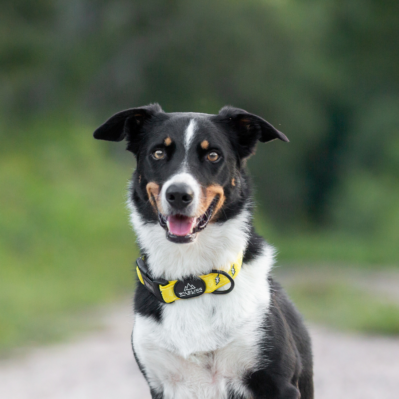 Strike Dog Harness