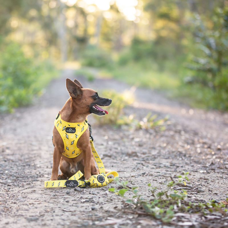 Strike Dog Harness