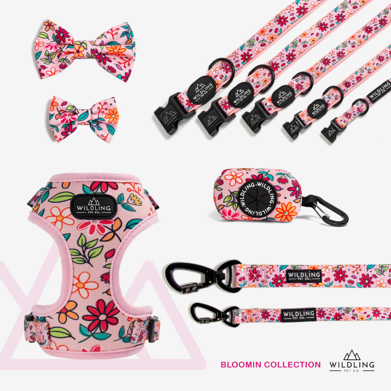 Bloomin Dog Collar