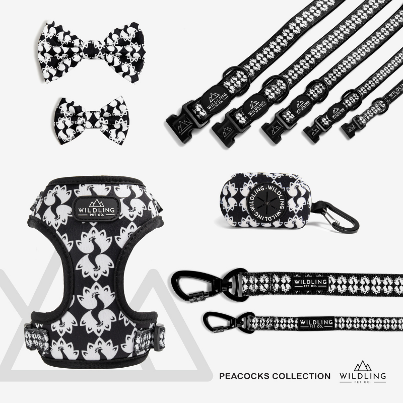 Peacocks Dog Collar