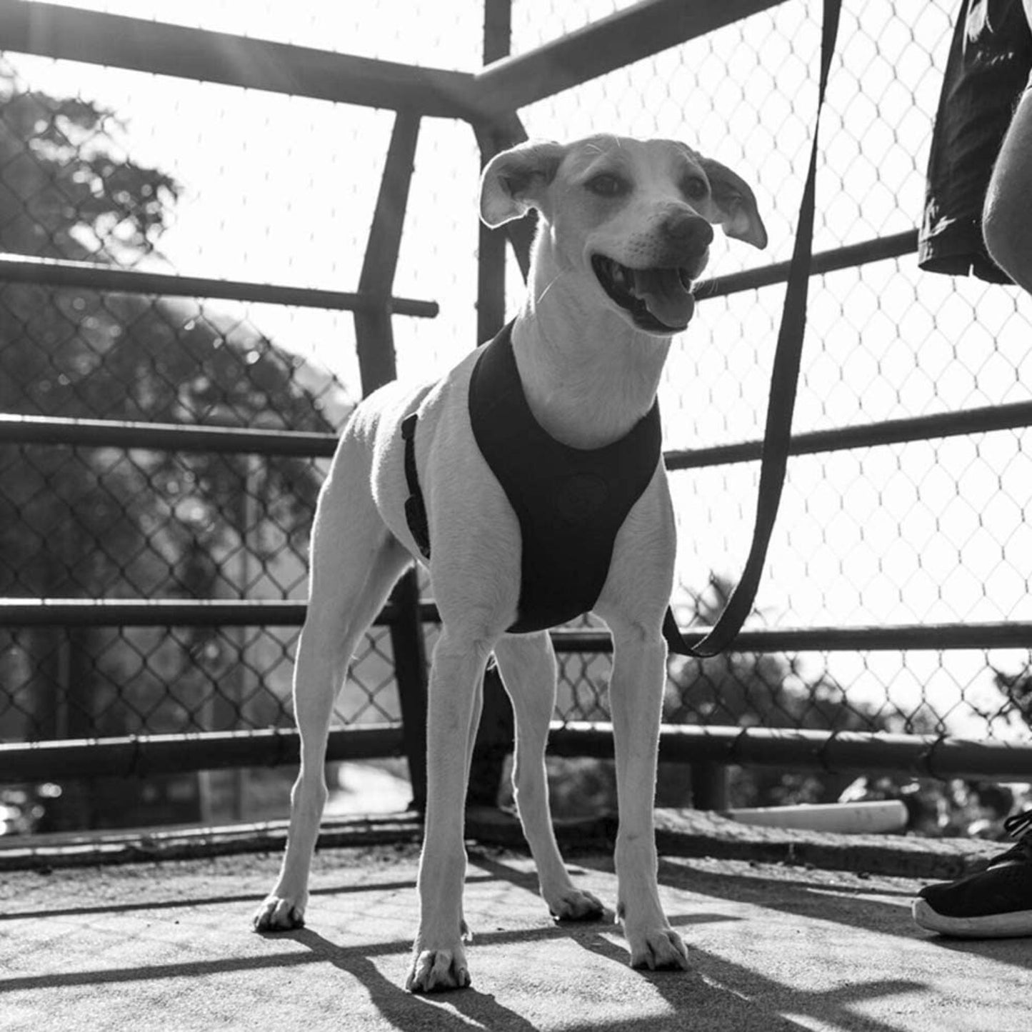 Gotham Adjustable Air Mesh Dog Harness