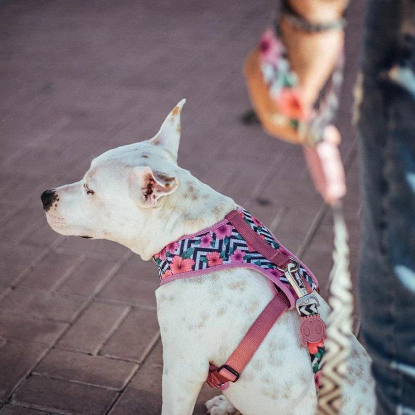 Mahalo Dog Leash