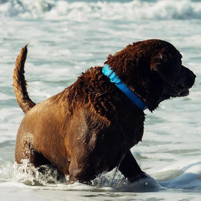 NeoPro Weatherproof Collar | Blue