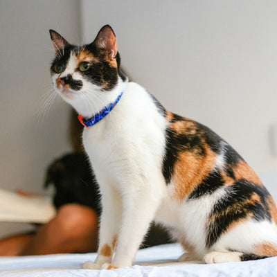 Zee.Cat Atlanta Cat Collar