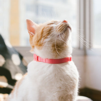 Zee.Cat Neopro Cat Collar | Bubblegum