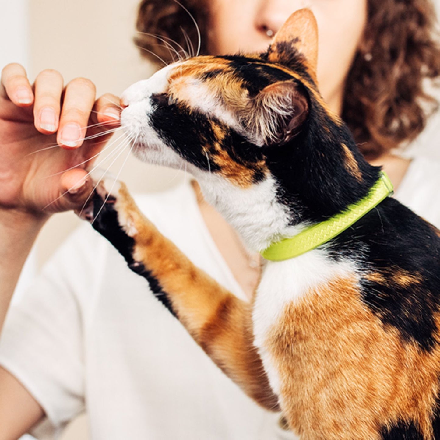 Zee.Cat NeoPro Cat Collar | Lime