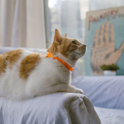Zee.Cat NeoPro Cat Collar | Tangerine