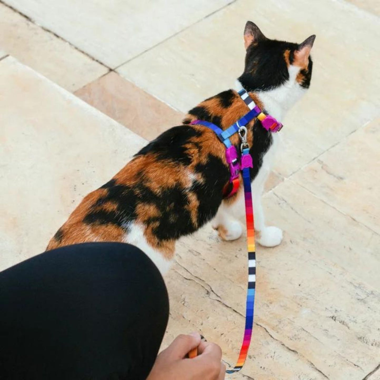 Zee.Cat Cat Harness + Leash Set | Prisma