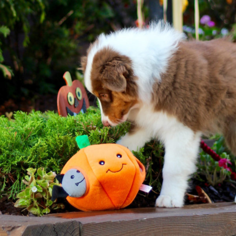 Interactive Dog Toy | Pumpkin With Bats