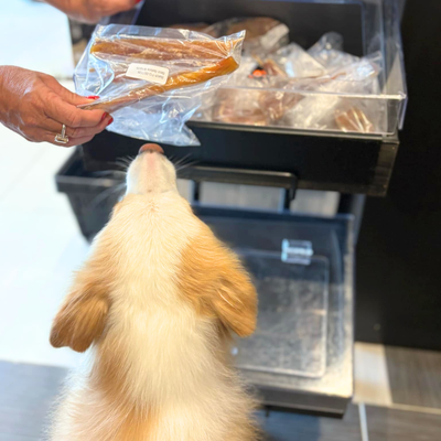 Honey enjoying dog treats at Peticular