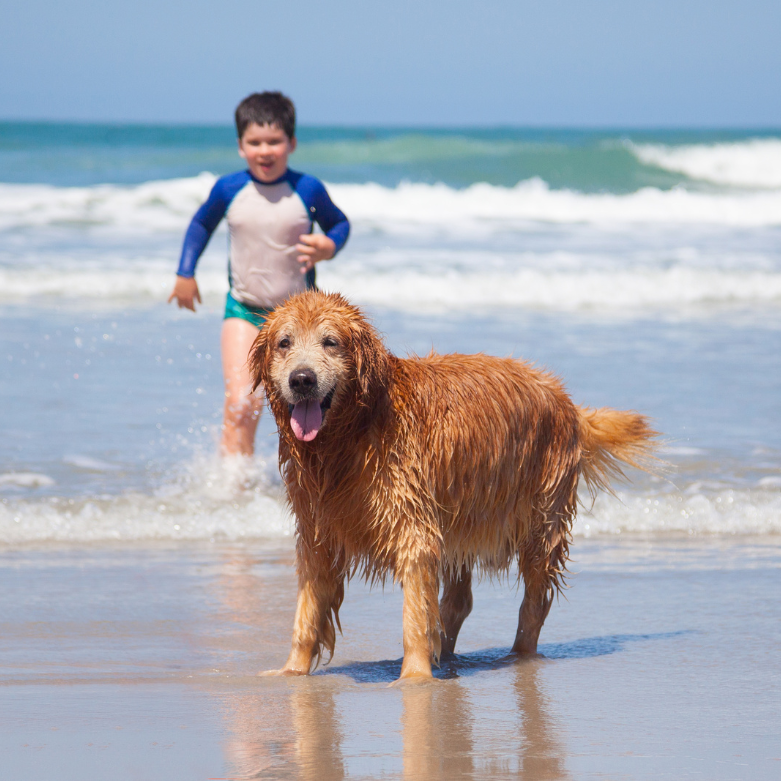 Top 5 Doggie Spots On The Sunshine Coast!
