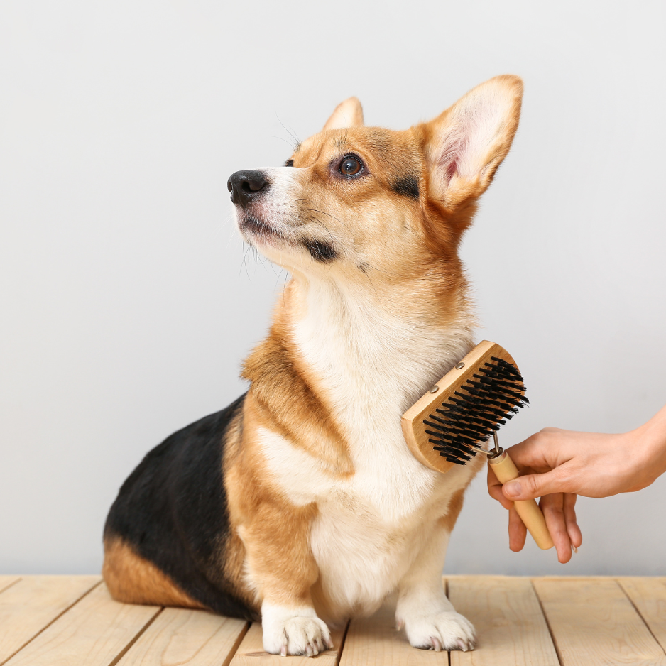 Top 10 Tips For Brushing Your Dog