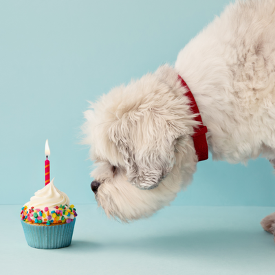 Get Your Bake On This RSPCA Cupcake Day!