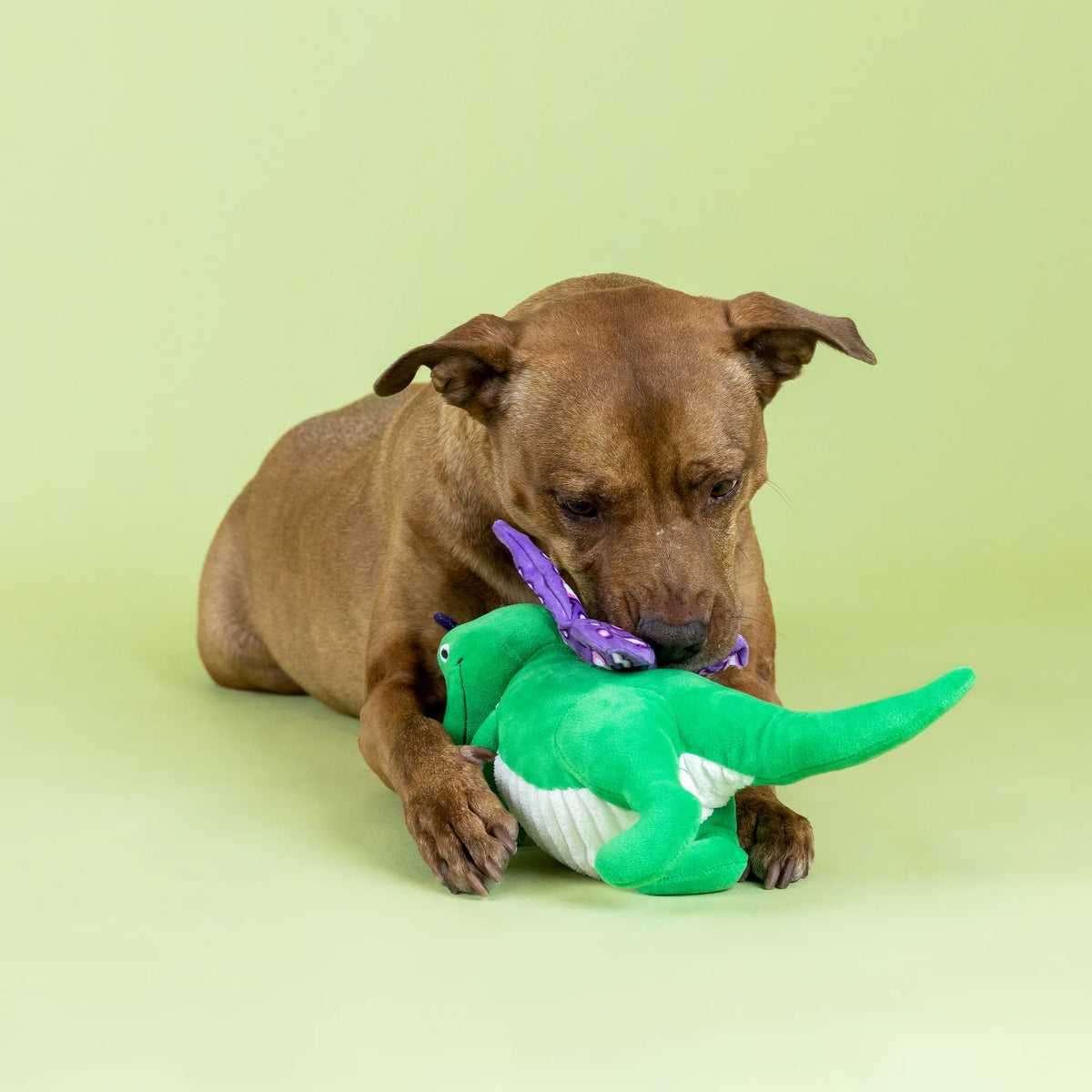 Flutter Rex Dog Toy - Peticular