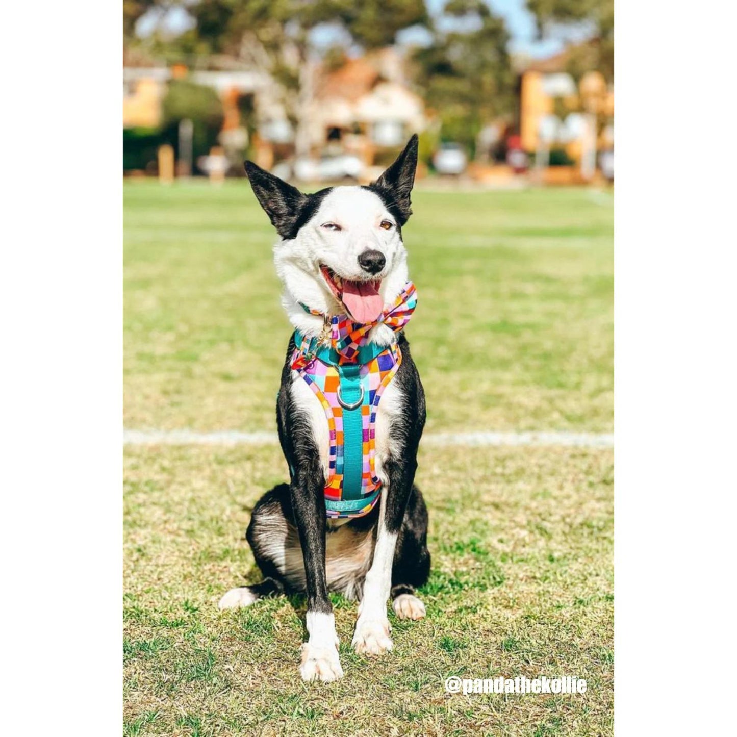 Dream In Colour Dog Adventure Harness