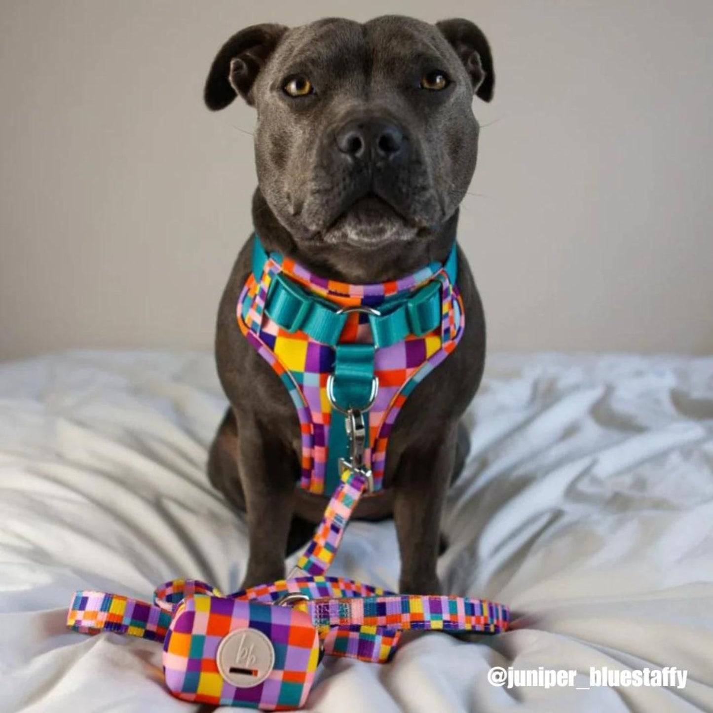 Dream In Colour Dog Adventure Harness