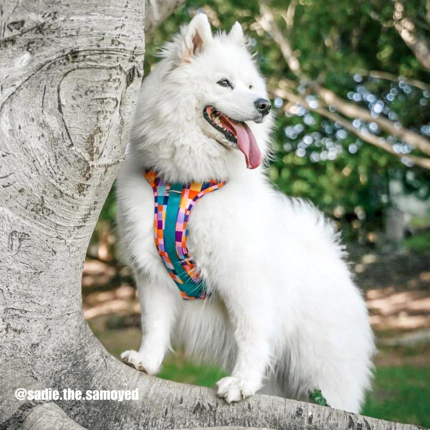 Dream In Colour Dog Adventure Harness