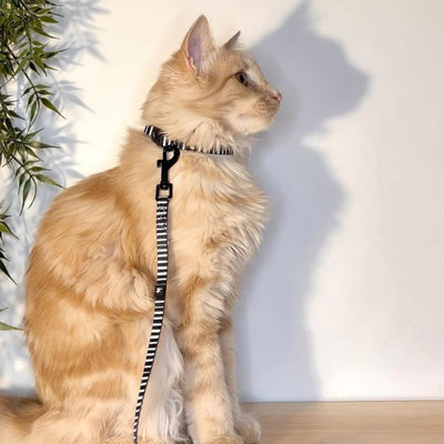 Licorice Cat Collar