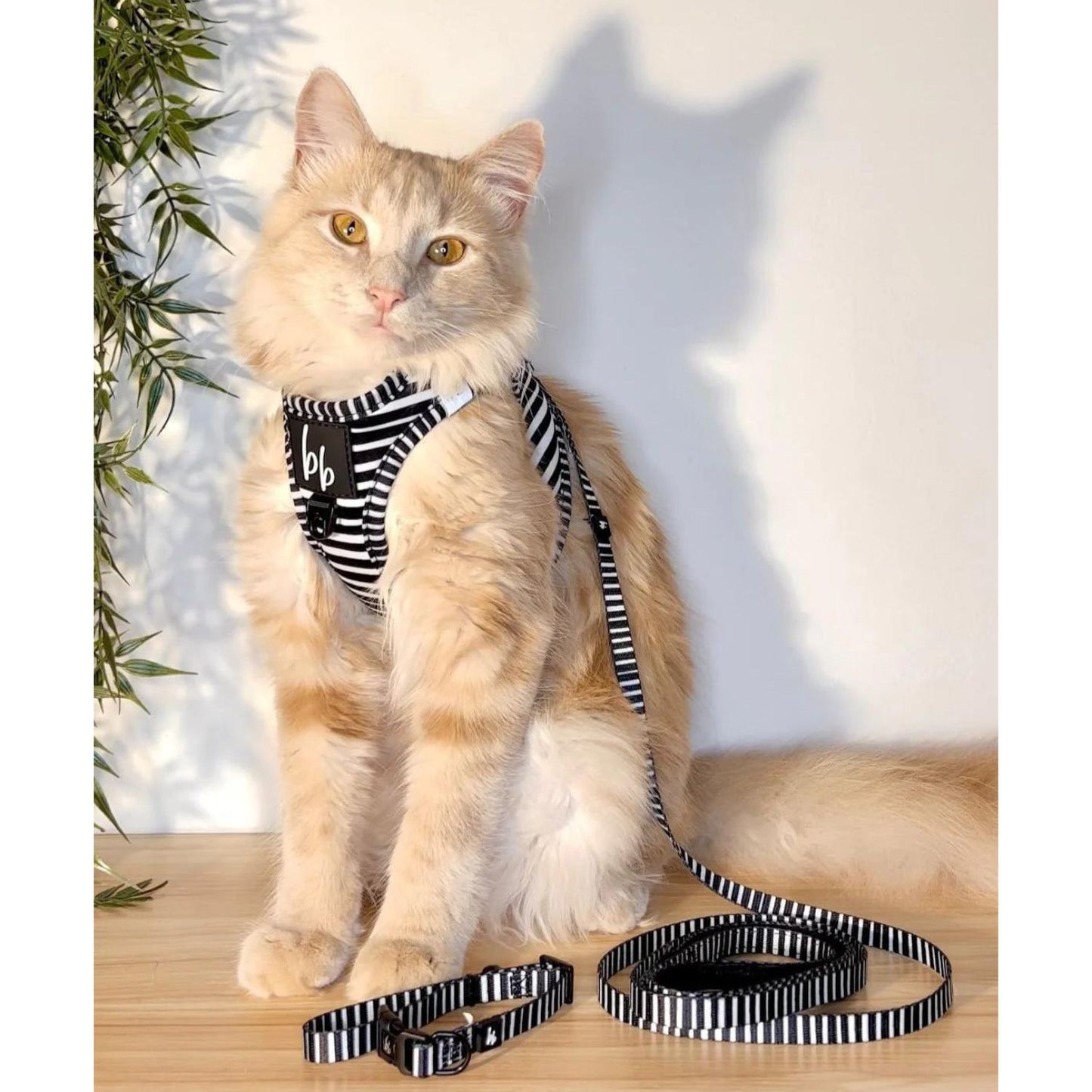 Licorice Cat Harness