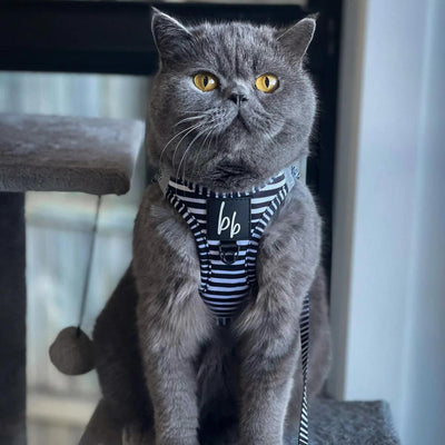 Licorice Cat Harness