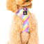 Rainbow Adjustable Dog Harness