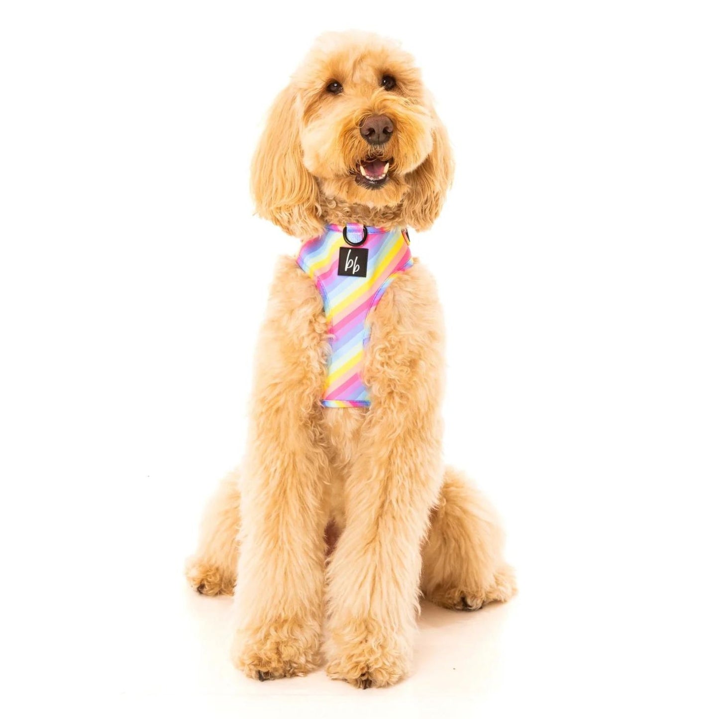 Rainbow Adjustable Dog Harness