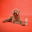 Healthy Dog Treats: Weight & Energy Support | Duck & Fibre