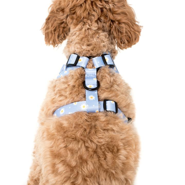 Blue Daisy | Adjustable Dog Harness
