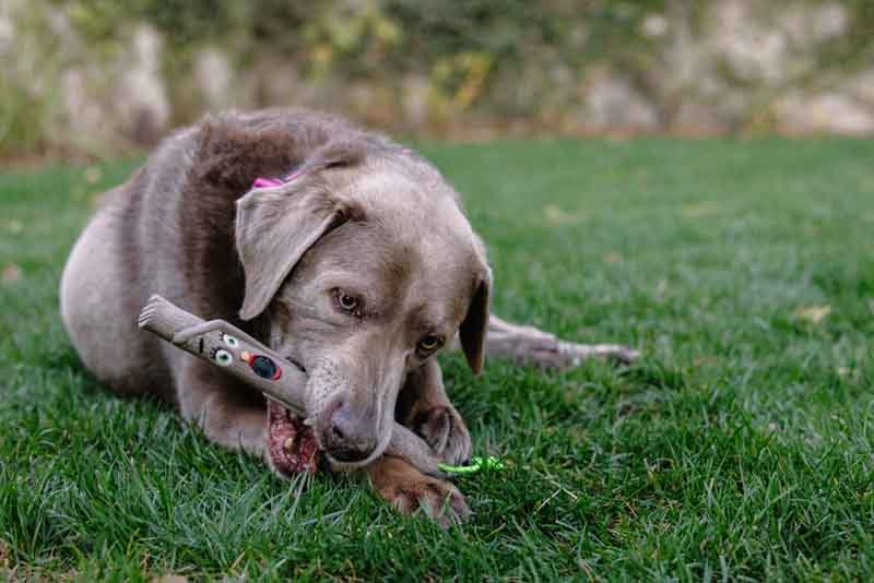 The Sticks | NEW Twiggy