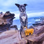 Outback Animal Toy | Darren the Dingo
