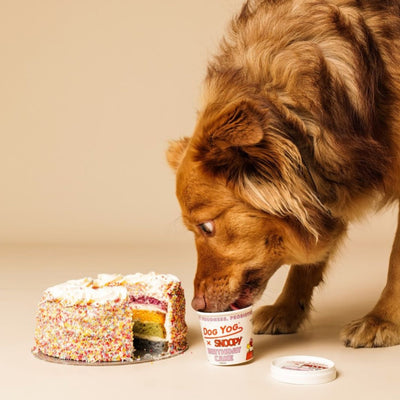 Snoopy Birthday Cake Dog Yog Ice Cream