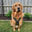 DOUGY Dog Harness
