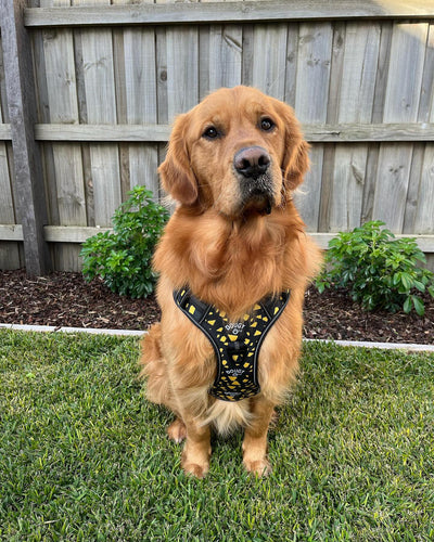 DOUGY Dog Harness