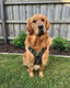 DOUGY Dog Harness