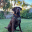 DOUGY Dog Harness