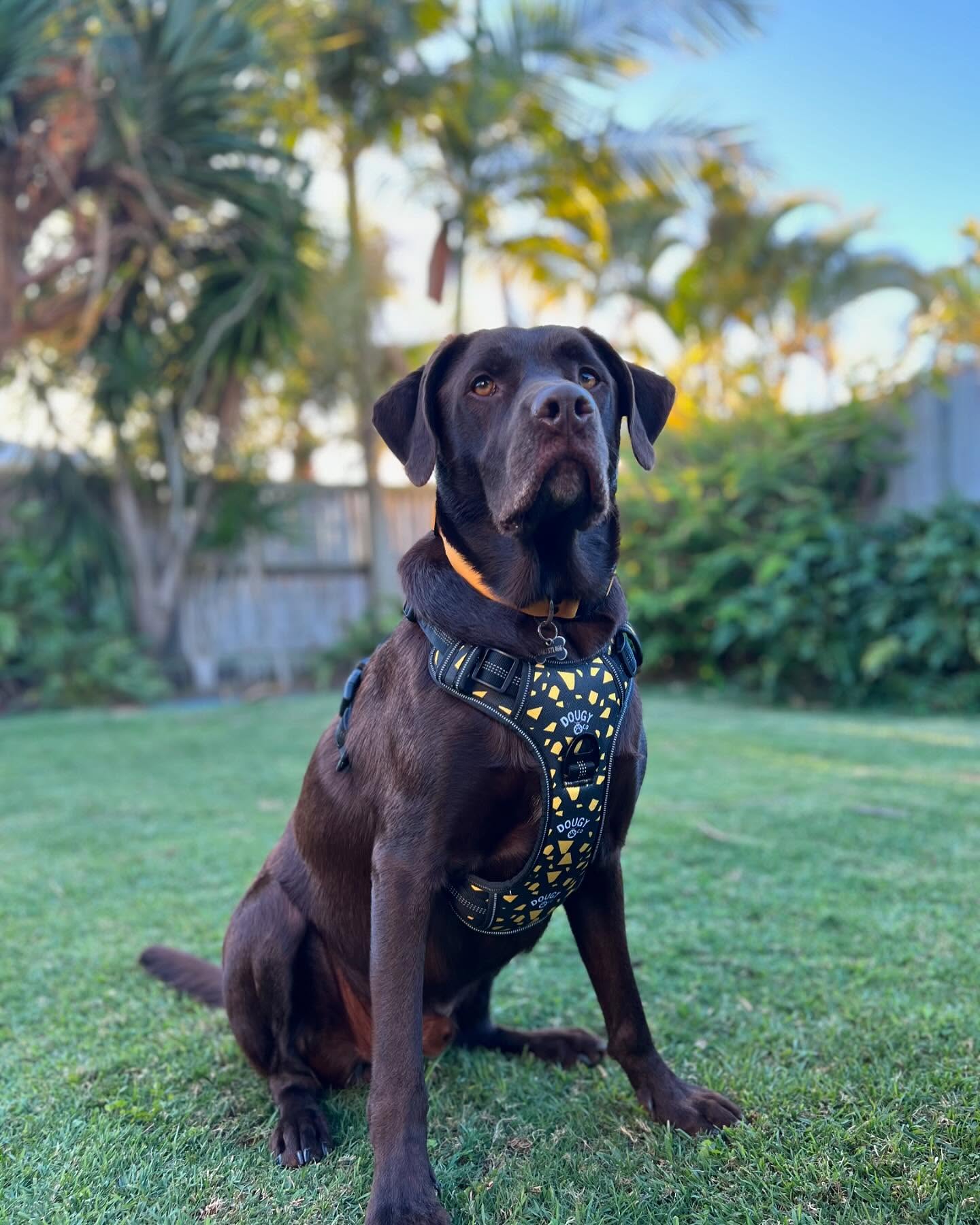 DOUGY Dog Harness
