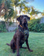 DOUGY Dog Harness
