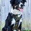 DOUGY Dog Harness